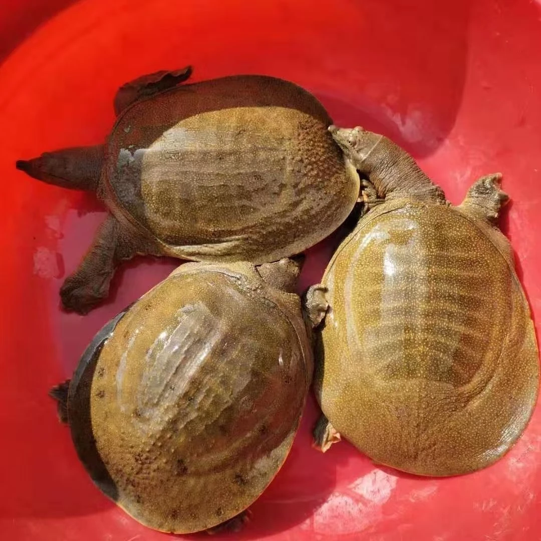 【浙江嘉兴】1.5-6斤公甲鱼王八煲汤食用滋补营养精选鲜活生态