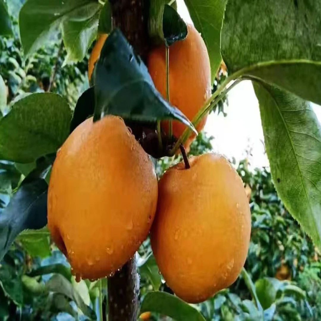 重庆彭水石盘乡天坪山金秋批发圆黄梨脆甜多汁南果梨梨子