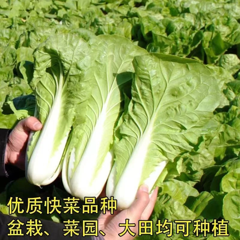 快菜奶油种子20天成熟耐热耐高温四季速生高产小白菜种子蔬菜种子