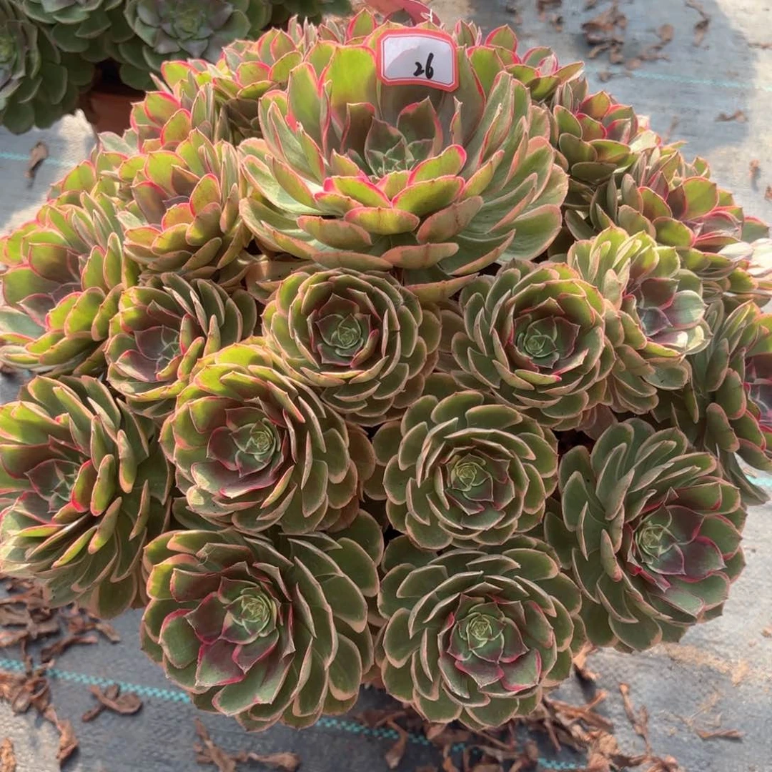 全部花朵26粉花妖多肉植物