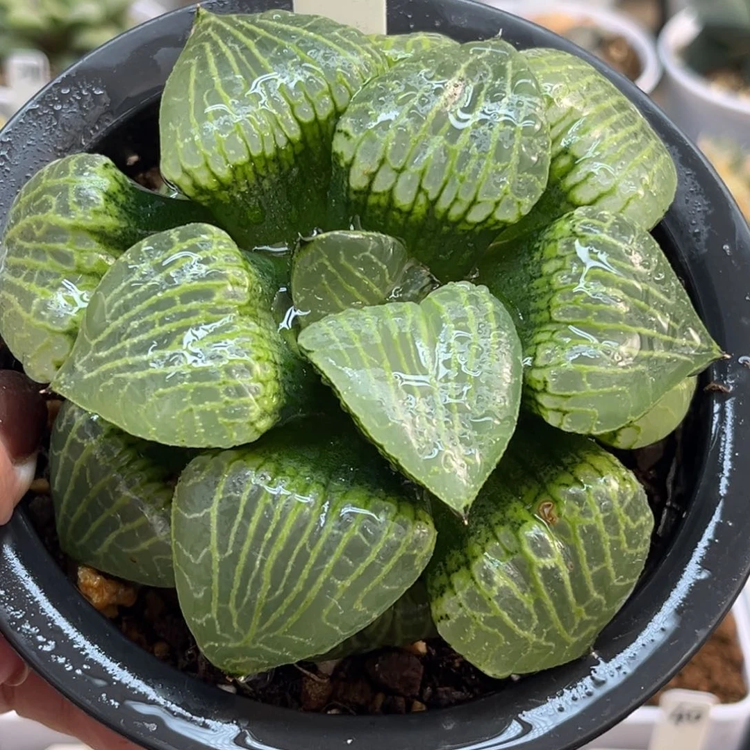 60巨大化水晶康平101/梦幻福利专场