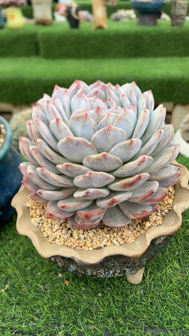 爱华姐姐星影多肉植物