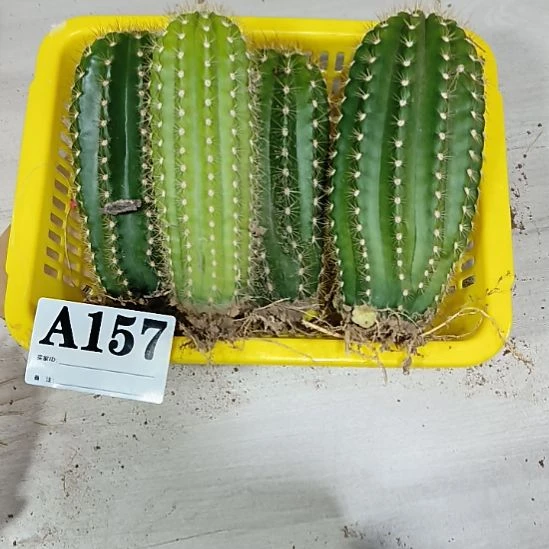 当前无花栽培后可以开花a157