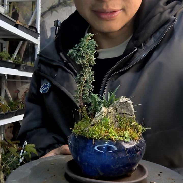鑫*小盆景小植物一物一拍96