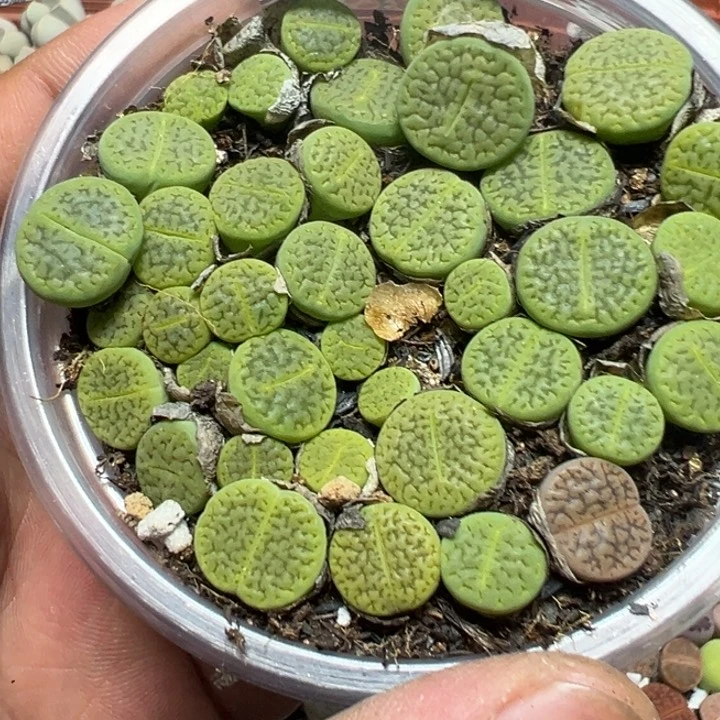 【闪购商品】 1175。