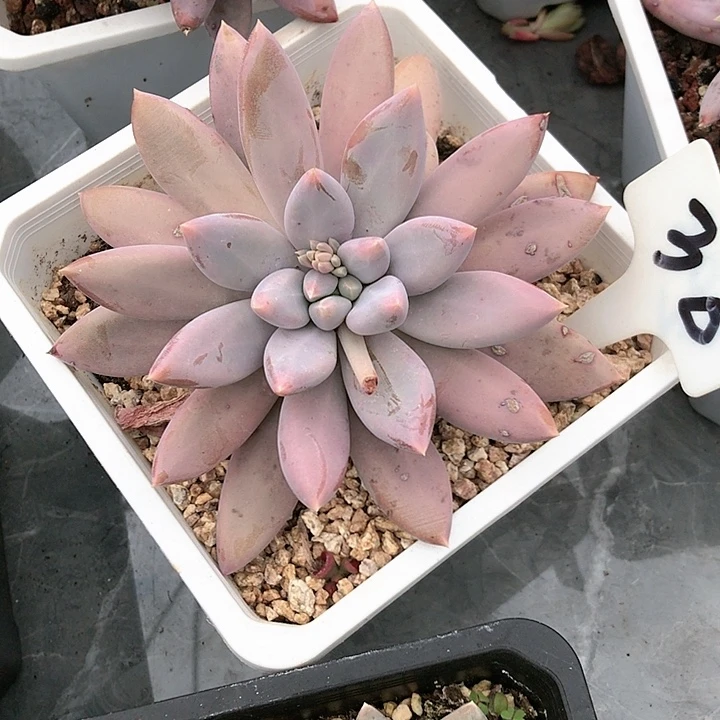 多肉植物盆栽植物