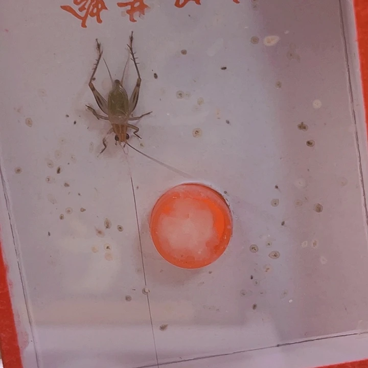 礼***九暗端1啊啊啊啊啊啊啊