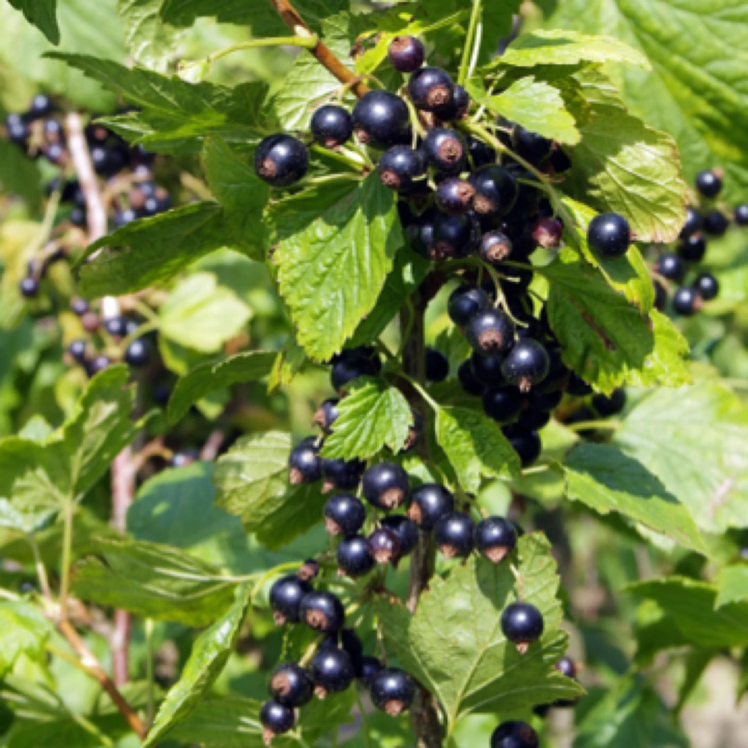 黑加仑果树 黑醋栗黑豆盆栽果树当年结果南北方可种北方耐寒果实