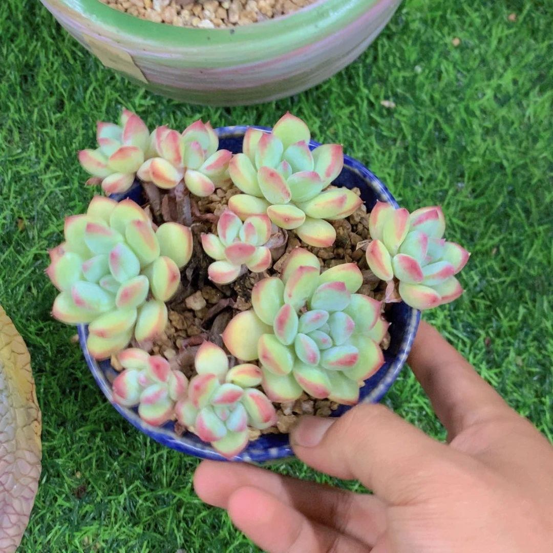 青***楹蜜糖美人多肉植物