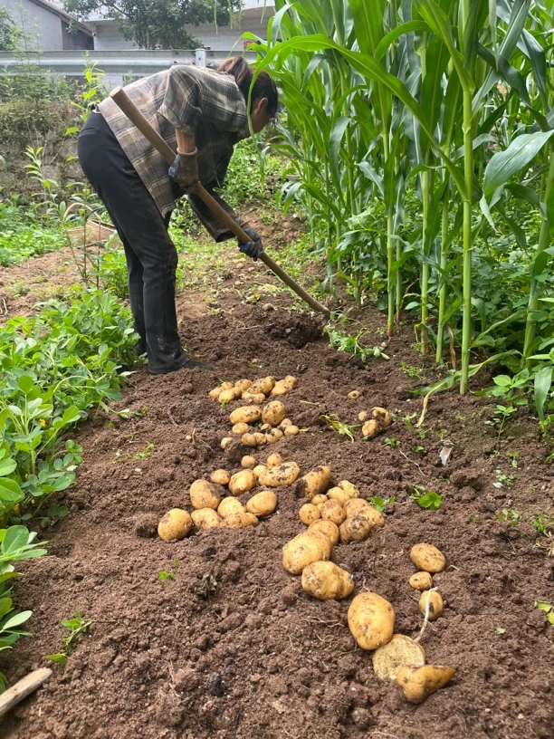5号：2025新土豆湖北恩施农家高山马尔科土豆洋芋马铃薯