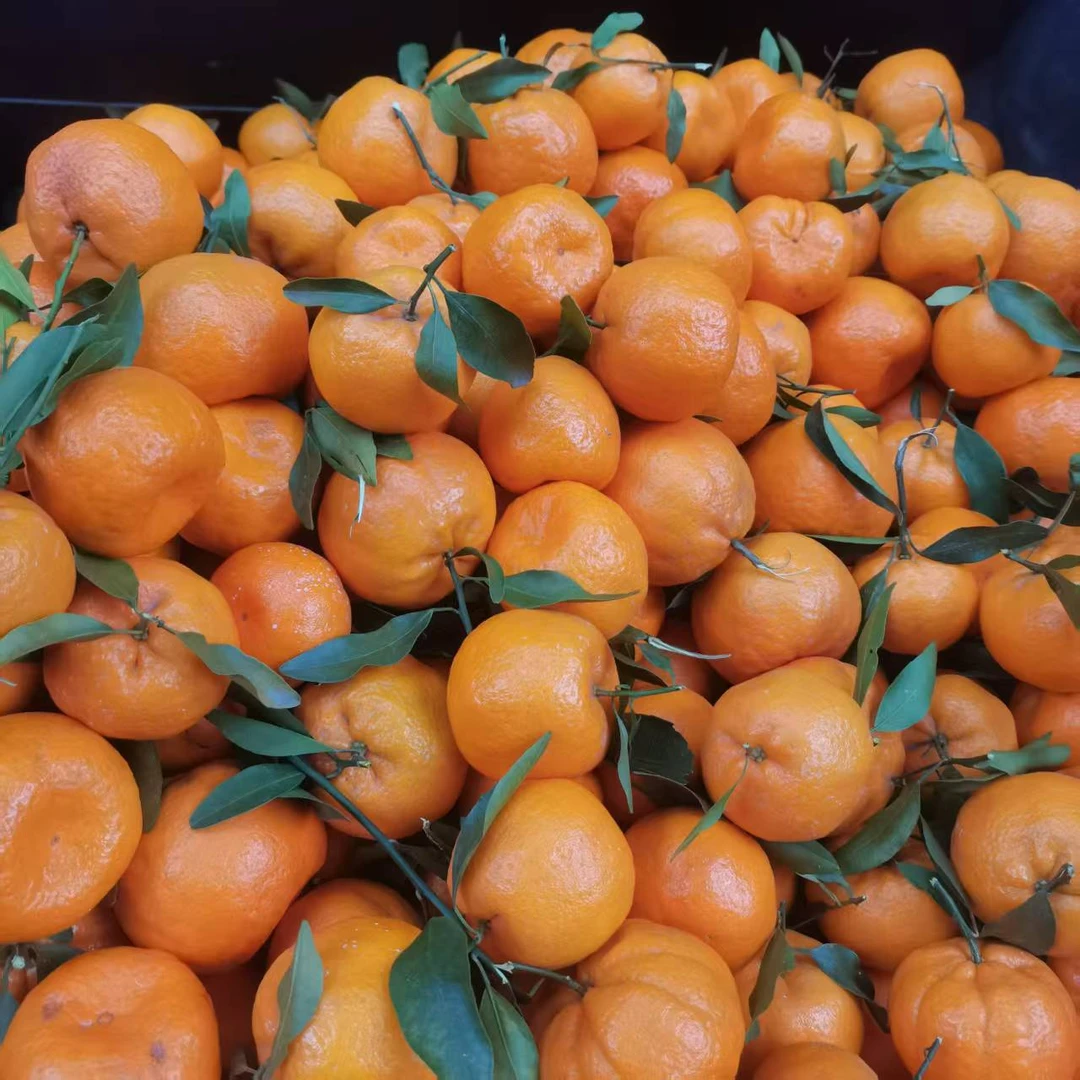 巫山碰柑巫山橘子