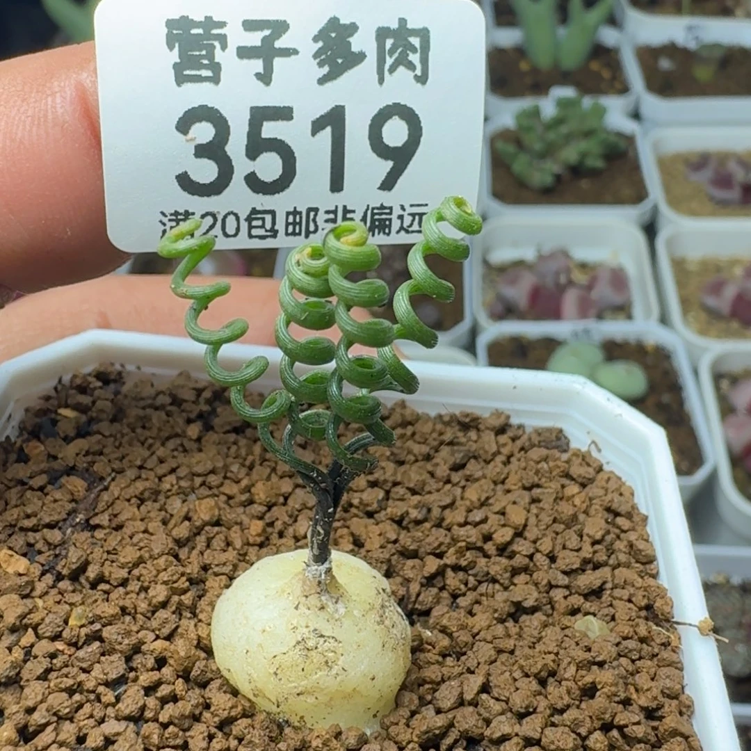 钢丝弹簧草脱土土