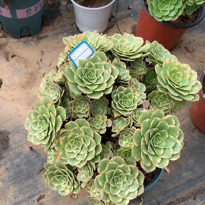 金秋老桩多肉植物271号