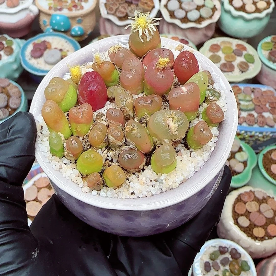 生石花满18包邮1212-22