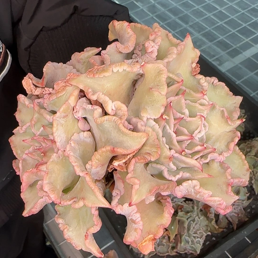 从前慢花园精选饺子皮