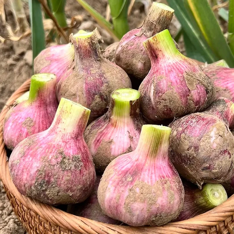 【小鑫】 农家特产代收山货紫皮瓣蒜