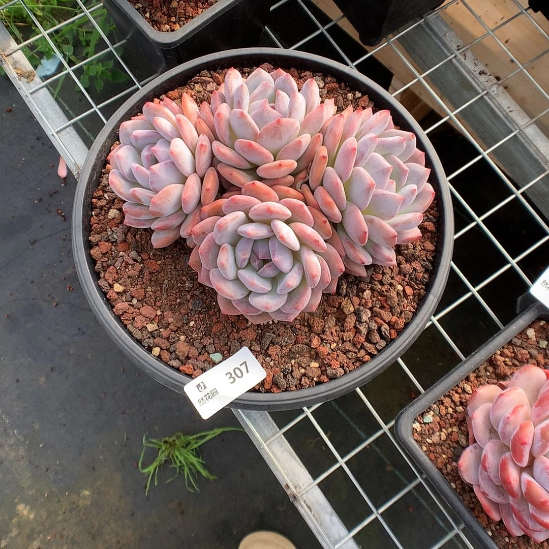桔***柚307梦露多肉植物666