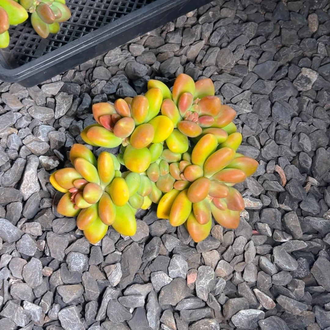 B小姐姐发货11111111