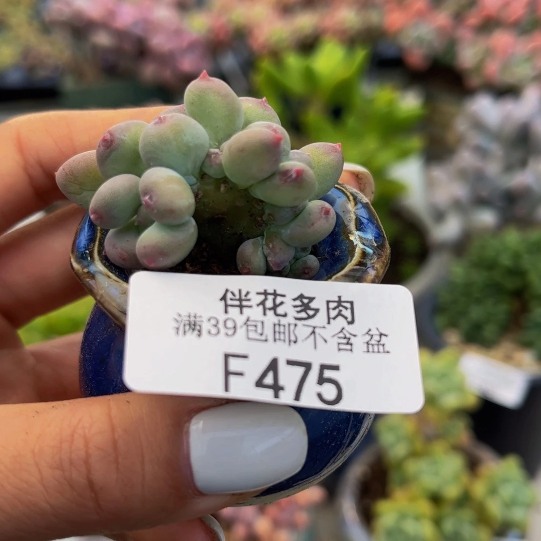 475-苹果奶缀化多肉3cm