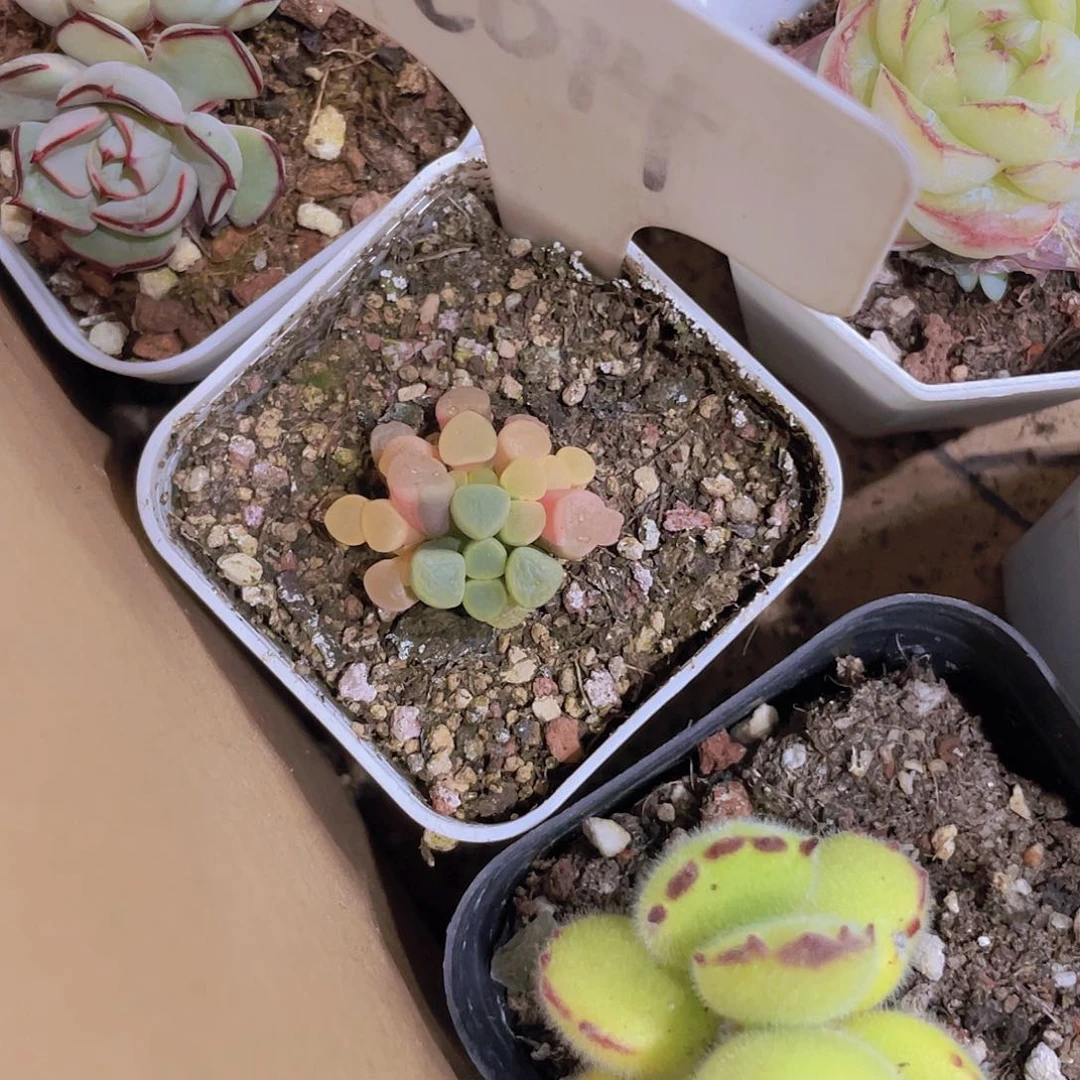 雪五十零玉锦a014一物一拍