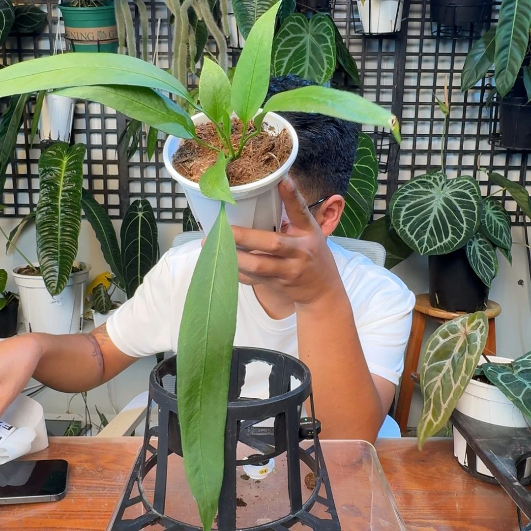 无花朵一物一拍F72微损无售后