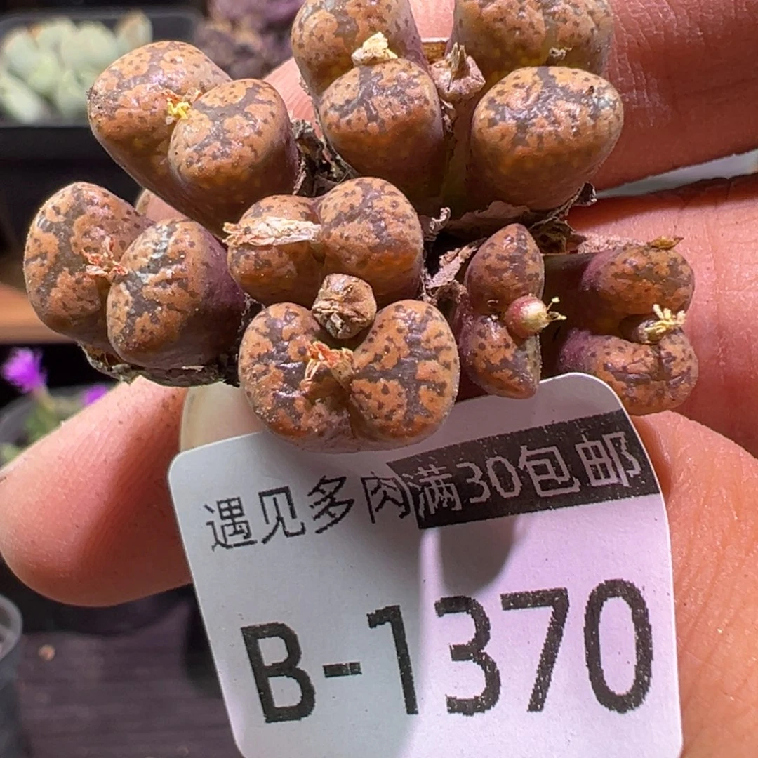 多肉植物1111111111111