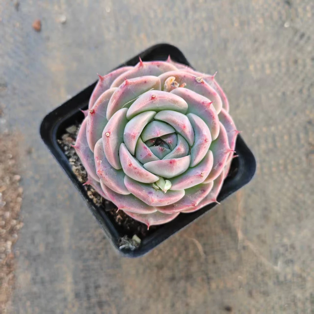 6#冰美人多肉植物   前男友精品多肉 SM0535