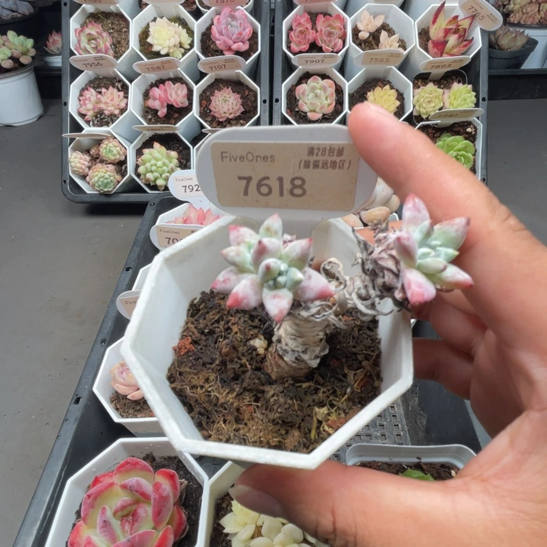 7618白菊  4.0厘米