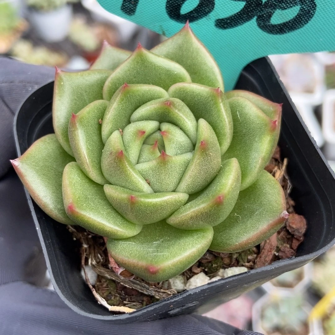 1836冰橙多肉植物