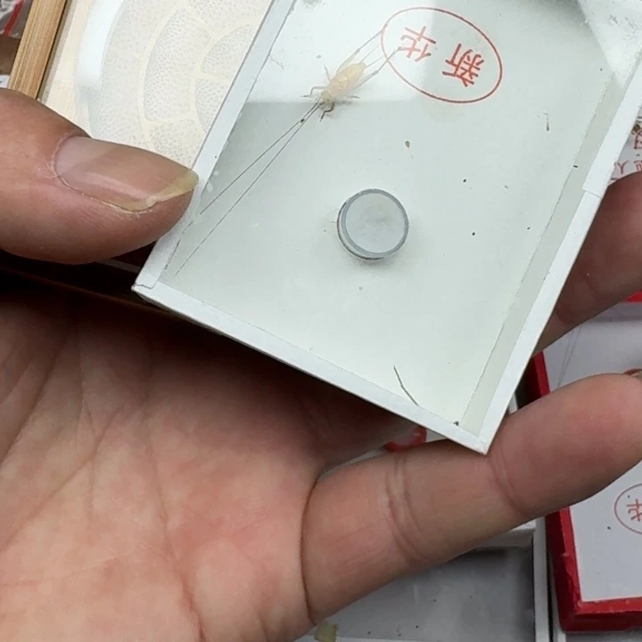 韦***铭蟋蟀11111111111111