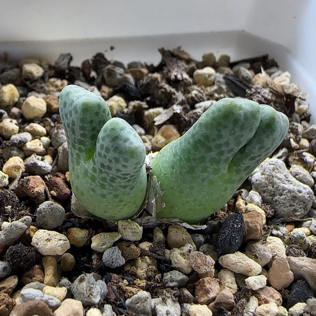 11-21-5-1当天满38包邮日系园艺鹿角斑马脱土
