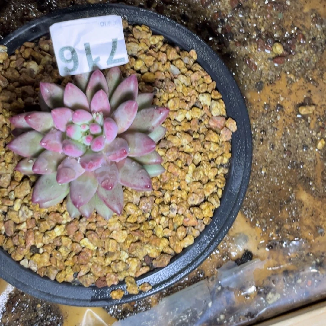 五*子多肉植物716虞