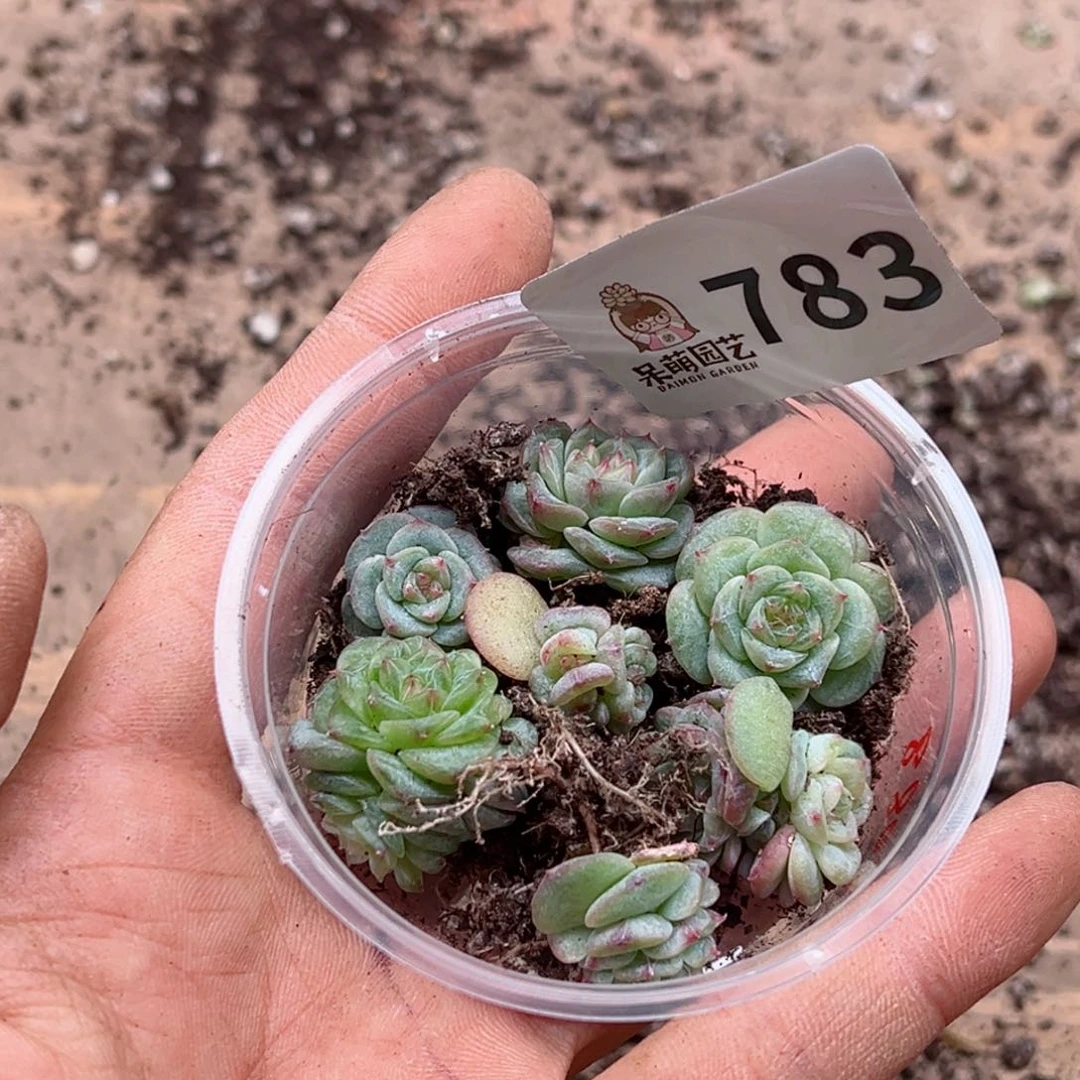 谜**渊多肉植物多肉植物