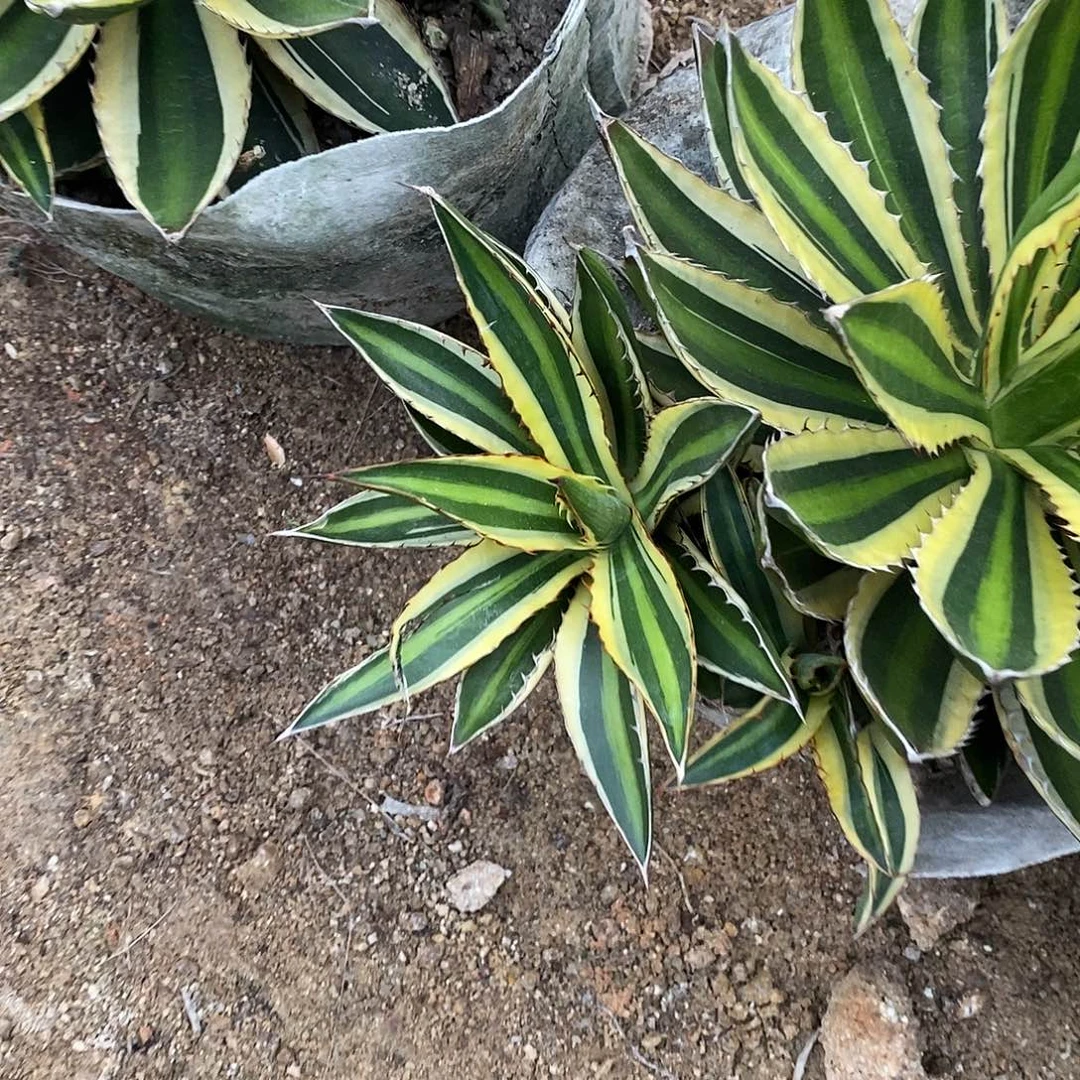 10公分左右五色万代兰