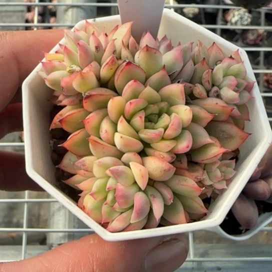 5女雏锦一物一拍多肉