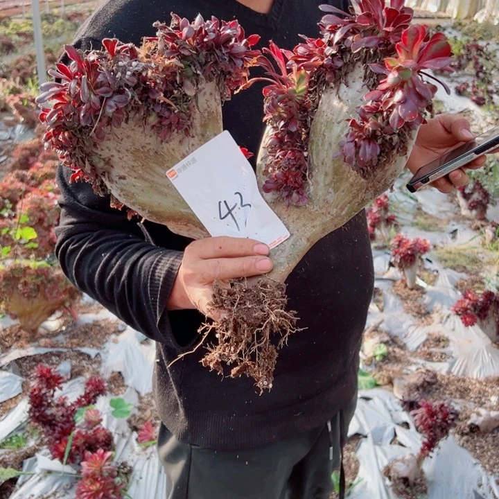 丽娜醉话43号多肉法师