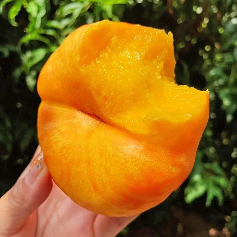陕西彩虹油蟠桃4.5-8斤新鲜现摘应季水果脆甜软甜两吃黄桃子