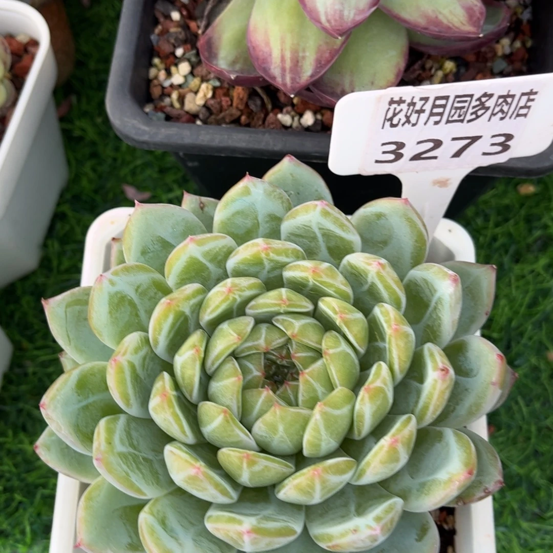 黑****多肉植物3273…………..