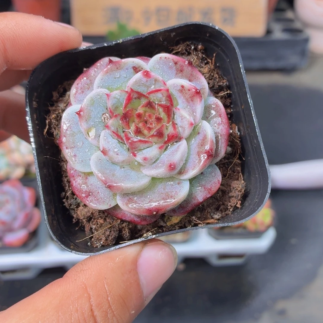 天鹅绒多肉9.9包邮发货