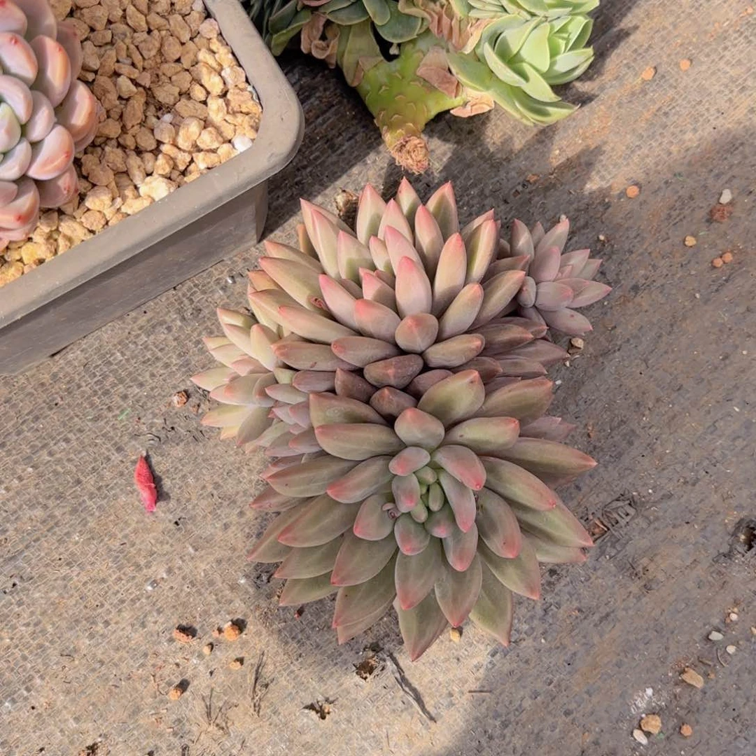 美人多肉植物 00000