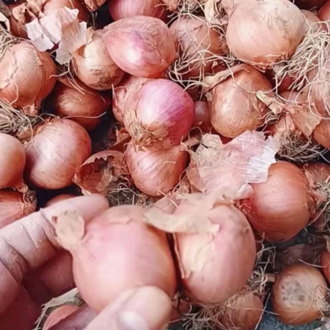 东北黑土地小园毛葱