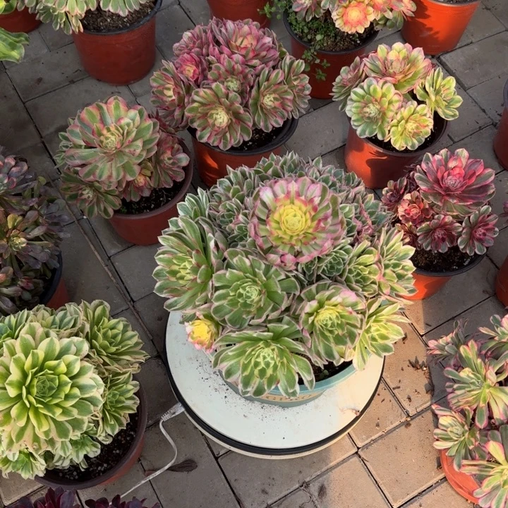 1号海王法师锦不不不