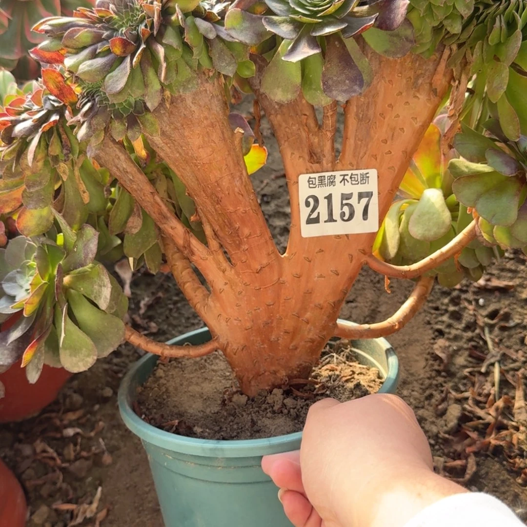 法师万缀17-25 2157