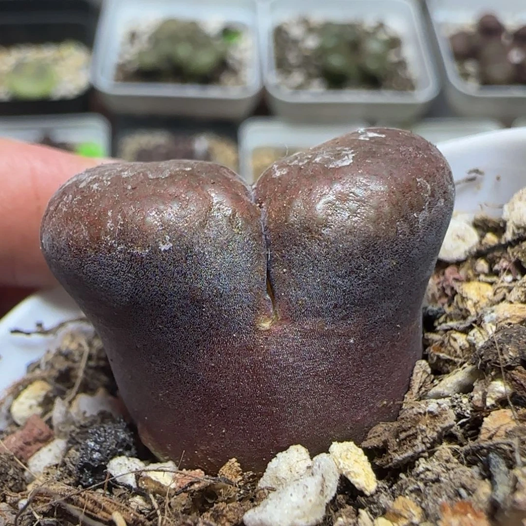 巨无霸2.8漂亮多肉植物77