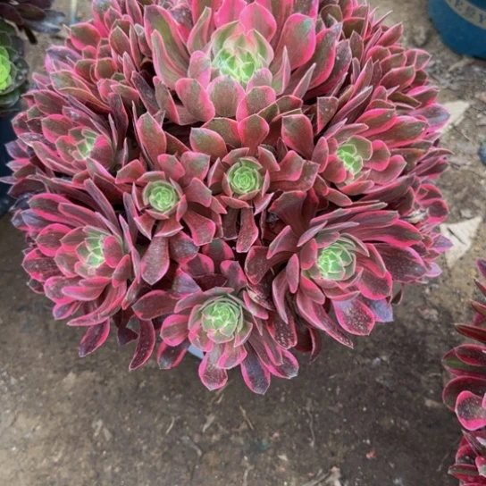 浣纱18.99加急发明天早上八点