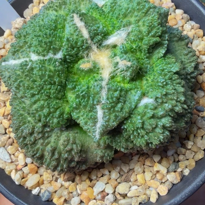 超级哥斯拉怒涛包子