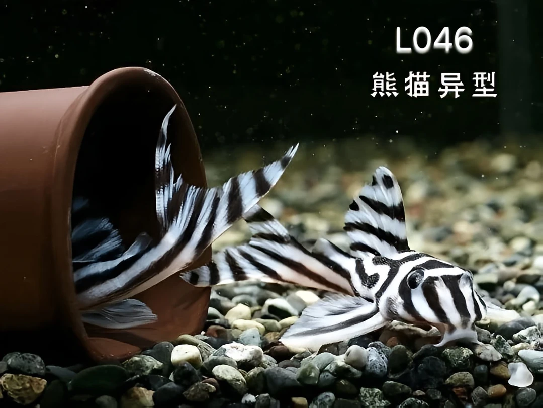 L046南美缸熊猫异型活体观赏鱼热带淡水鱼