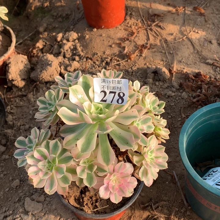 278粉女巫手捧4号棚