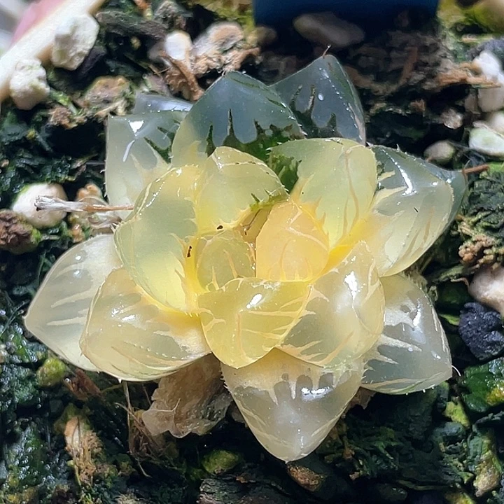 786水中月一物一拍