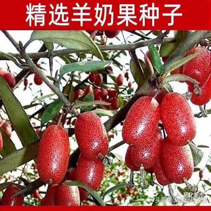 【当季新种】羊奶果种子四季播种阳台盆栽小院种植高产水果羊奶蔬菜